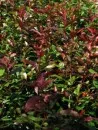 Arbusti de gradina PHOTINIA FRASERII LITTLE RED ROBIN ghiveci 3 litri, h=30-35 cm pt garduri vii